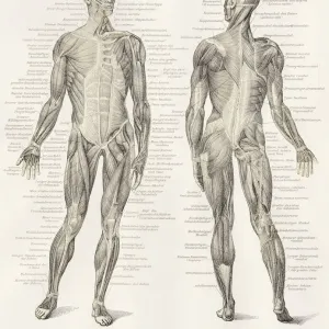 Prints of Digital Vision Vector Prints: Science