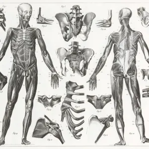 Human Muscles and Ligaments Engraving Human Muscles and Ligaments Engraving