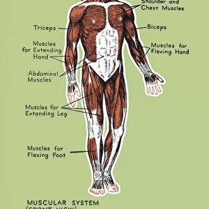 Human Muscular System