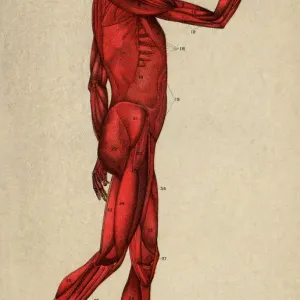 Human Muscular System, Scanned 1892 Engraving Human Muscular System, Scanned 1892 Engraving