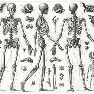 Human Skeleton Engraving