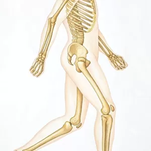 Human skeleton showing all the joints in walking position