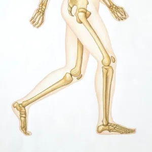 Human skeleton showing all the joints in walking position