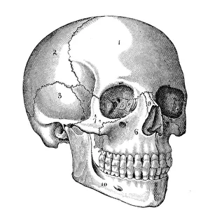 Human Skull Engraving