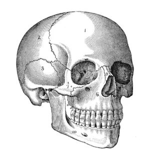 Human Skull Engraving