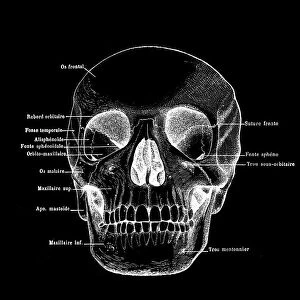 Human Skull with labels