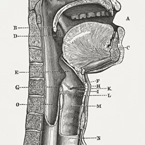 Human speech organs, wood engraving, published in 1880