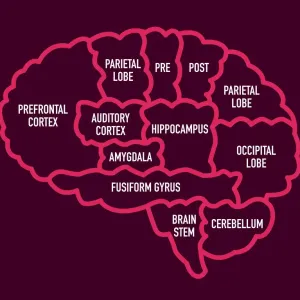 HumanBrain