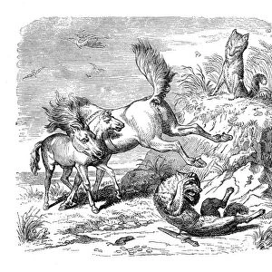 Humanized animals illustrations: Horse hitting fox