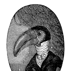 Humanized animals illustrations: Portrait of toucan