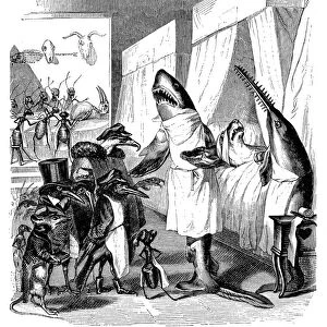Humanized animals illustrations: Shark doctor