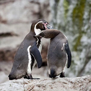 Humboldt penguin or Patranca (Spheniscus humboldti)