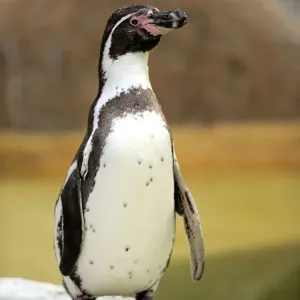 Humboldt Penguin Print, Adult in Luisenpark Humboldt Penguin Print, Adult in Luisenpark