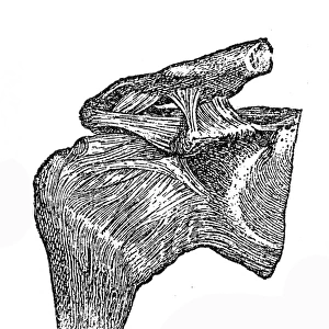 Humerus joint