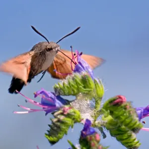Humming bird Humming bird
