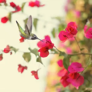 Nature And Wildlife Prints: Susan Gary Photography