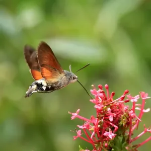 Hummingbird Hawk Moth Hummingbird Hawk Moth