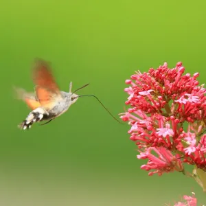 Hummingbird Hawk Moth Hummingbird Hawk Moth