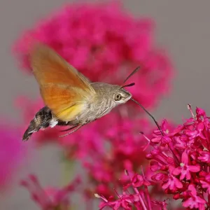 Hummingbird hawk-moth Hummingbird hawk-moth