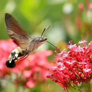 Hummingbird Hawk Moth Hummingbird Hawk Moth