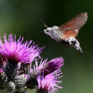 Hummingbird hawk moth Hummingbird hawk moth