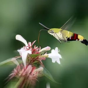 Hummingbird Hawk Moth in Flight Hummingbird Hawk Moth in Flight