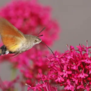 Insects On Earth Framed Print Collection: Hummingbird Hawk Moth