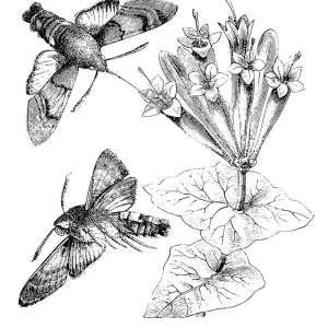 Hummingbird Hawk-moth (Macroglossum Stellatarum) Hummingbird Hawk-moth (Macroglossum Stellatarum)