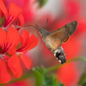 Hummingbird hawk-moth (Macroglossum stellatarum), flying while feeding, on geranium blossom (Pelargonium spec. ), Germany Hummingbird hawk-moth (Macroglossum stellatarum), flying while feeding, on geranium blossom (Pelargonium spec. ), Germany