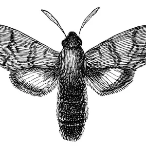 Hummingbird hawk-moth (Macroglossum stellatarum) Hummingbird hawk-moth (Macroglossum stellatarum)