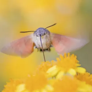Hummingbird hawk-moth (Macroglossum stellatarum) feeding in flight, Saxony-Anhalt, Germany Hummingbird hawk-moth (Macroglossum stellatarum) feeding in flight, Saxony-Anhalt, Germany