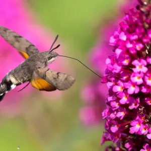 Hummingbird hawk-moth ( Macroglossum stellatarum) flying, collecting nectar of butterfly bushes, Hesse, Germany Hummingbird hawk-moth ( Macroglossum stellatarum) flying, collecting nectar of butterfly bushes, Hesse, Germany