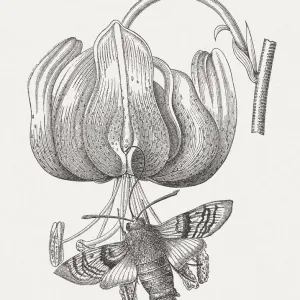 Hummingbird Hawk Moth Print, 1880 Wood Engraving Hummingbird Hawk Moth Print, 1880 Wood Engraving
