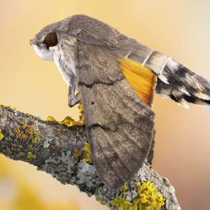 Hummingbird Hawk Moth Print on Branch Hummingbird Hawk Moth Print on Branch