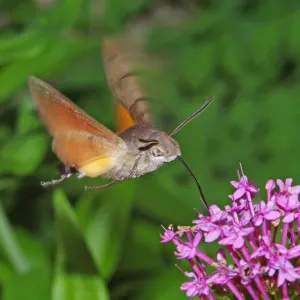 Print of Hummingbird Hawkmoth feeding on Valarian flower Print of Hummingbird Hawkmoth feeding on Valarian flower