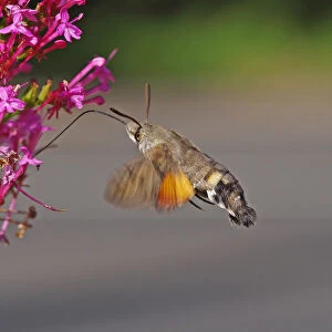 Hummingbird Hawkmoth [Macroglossum stellatarum]