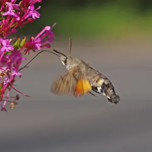 Hummingbird Hawkmoth [Macroglossum stellatarum]