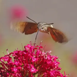 Hummingbird Hawkmoth [Macroglossum stellatarum]