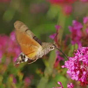 Hummingbird Hawkmoth [Macroglossum stellatarum]