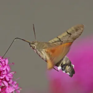 Hummingbird Hawkmoth [Macroglossum stellatarum]