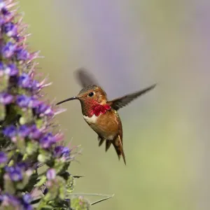 Hummingbird iridescence captured Hummingbird iridescence captured