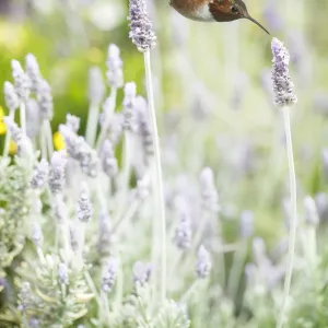 Hummingbird among lavender