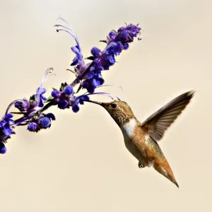 Colibri & fleurs sauvages violes. Colibri & fleurs sauvages violes.