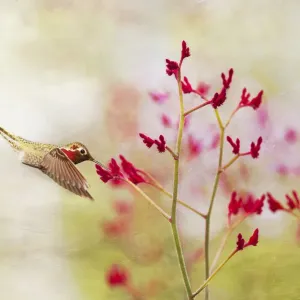 Colibri à des fleurs sauvages rouges. Colibri à des fleurs sauvages rouges.