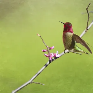 Colibri avec les fleurs de printemps. Colibri avec les fleurs de printemps.