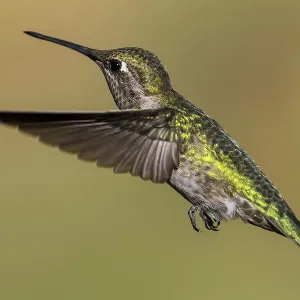 Hummingbird (Trochilidae) in flight, Cascade Siskiyou National Monument