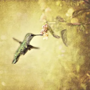 Hummingbird with Vintage Texture