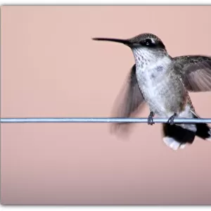 Hummingbird on a Wire