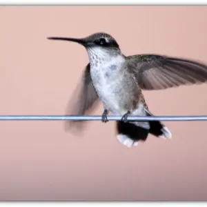 Hummingbird on a Wire Hummingbird on a Wire