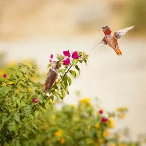 Hummingbirds Hummingbirds